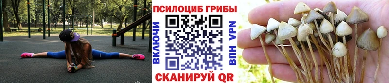 Галлюциногенные грибы Cubensis  Купить где  Жигулёвск 